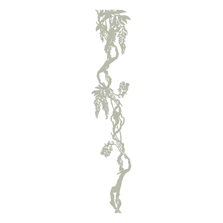 wisteria oliwka